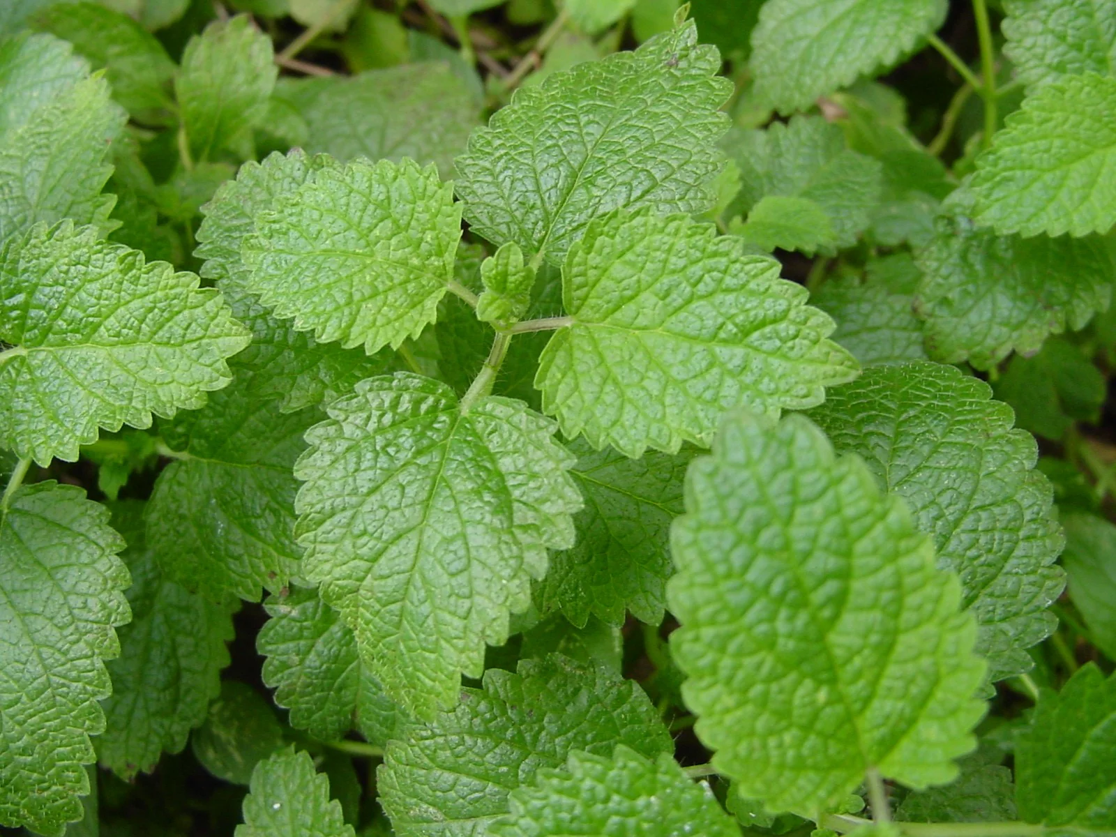 Lemon Balm